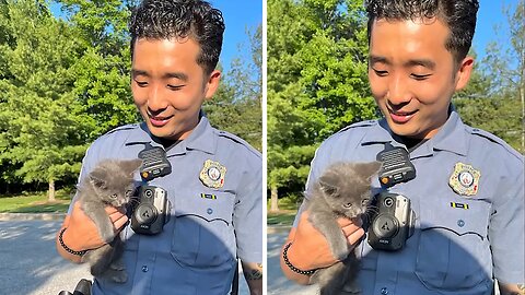 HCPD officer rescues kitten stuck under car on Route 29