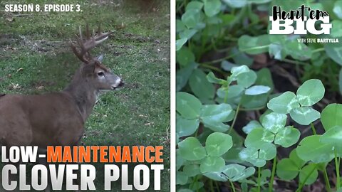 How to Create a Low-Maintenance, High-Protein Food Plot