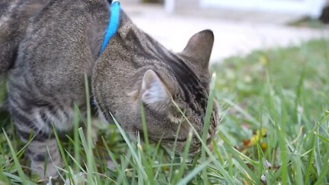Kitty eating grass in backyard of house