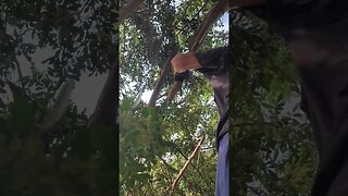 trimming tree off roof.