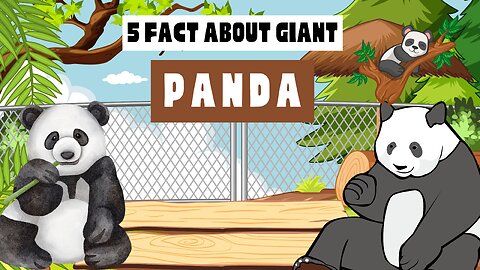 5 Facts About Giant Panda