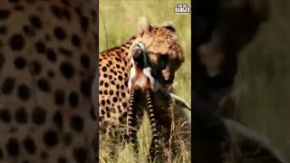 Cheetah Hunts Gazelle | Saturday #shorts