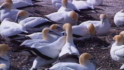 Wildlife documentary Wildlife photography/ Bird watching