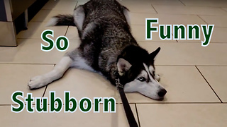 Stubborn Siberian Husky Refuses to Leave Shopping Mall