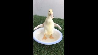 Duck in a wash bowl