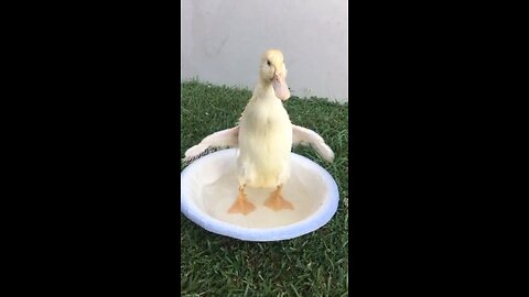 Duck in a wash bowl