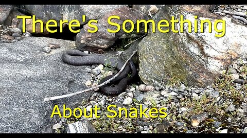 Snake Week Snakes #snake #snakevideo #nature