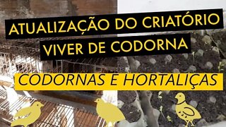 ATUALIZAÇÃO! CODORNAS / HORTALIÇAS @Viver de codorna