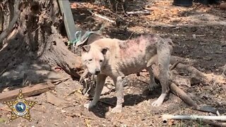 LCSO makes announcement of animal cruelty case