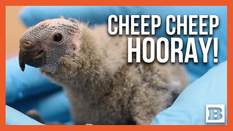“New Hope” for Endangered Rare Parrots as Adorable Offspring Hatch at Chester Zoo