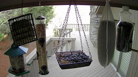 Live Stream Bird Feeder In Ashville NC