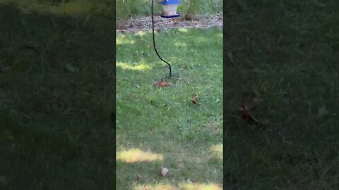 Chipmunks at my Bird feeder