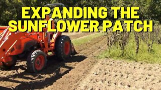 #171 Expanding The Sunflower Patch, Checking Food Plots, Other Farm Updates
