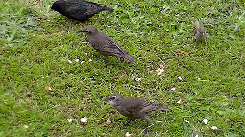IECV NV #657 - 👀 Starlings, House Sparrows All Rushing In To Eat The Bread 6-28-2018