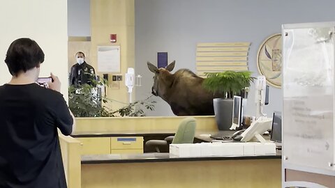 Young Moose Wanders Into Hospital Lobby & Enjoys Potted Plants