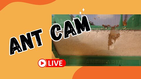 Ant Cam