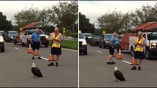 Bald Eagle Refuses To Move On Road. Officers Get Closer, Then Take Swift Action