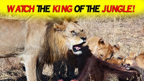 BEST documentary LION vs BUFFALO || Fights In The Animal Kingdom ||