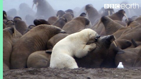 Polar Bear vs Walrus | Planet Earth