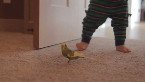 cute toddler playing with a bird