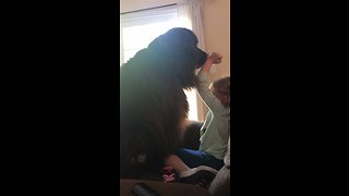 Adorable training fail for giant Newfoundland pup