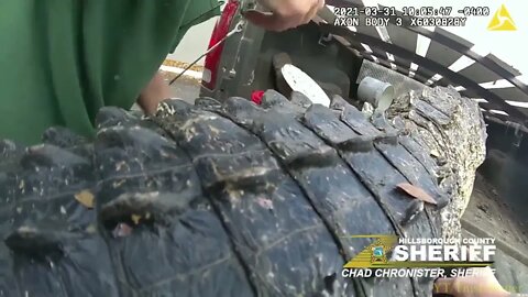 HCSO releases body cam video of an alligator rescue from under a parked car