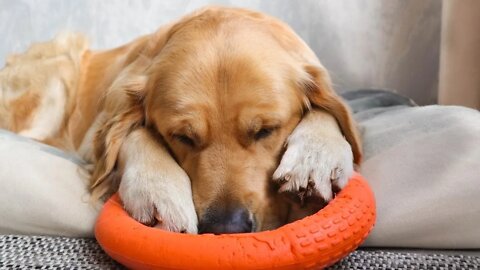 Cute Golden Retriever dreaming and snoring