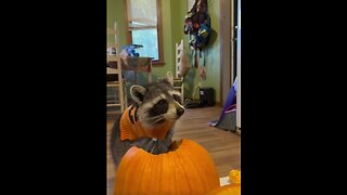 Kevin The Raccoon Helps Prepare For Halloween