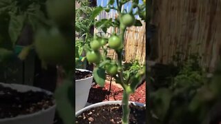 View Healthy Tomato Plant 2022