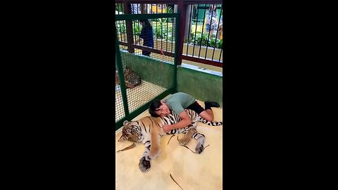 Tiger 🐯 love 💕 video 📸