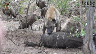Hyenas And Vultures Scavenge From A Departed Elephant