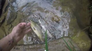 Trout haul with the missus 2