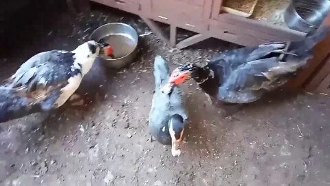 Muscovy Ducks, on a cold frosty morning, waiting for their breakfast