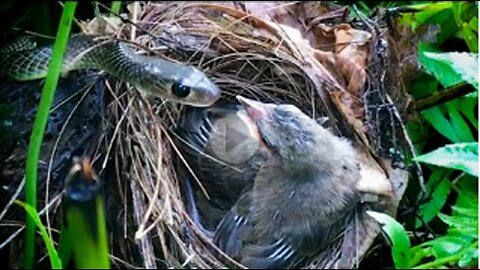 Mother Bird Attacks Snake Back After It Comes To Bite Babies,VIRAL TRENDING,
