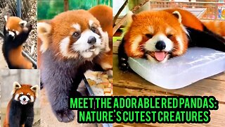 Meet the Adorable Red Pandas: Nature's Cutest Creatures