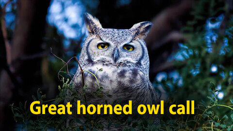 Great horned owl call
