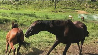 Older horse disciplines a younger horse that gets into their paddock. Paddy crosses the creek again