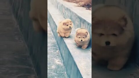 Смешные щенки / cute animals / cute dogs / funny video #shorts