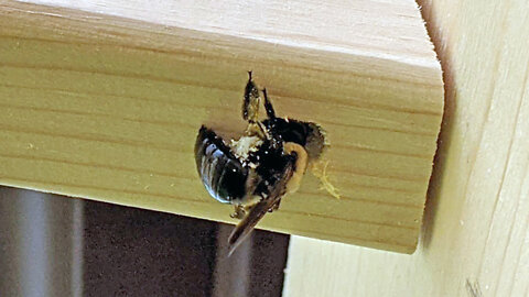 Carpenter Bee at Work