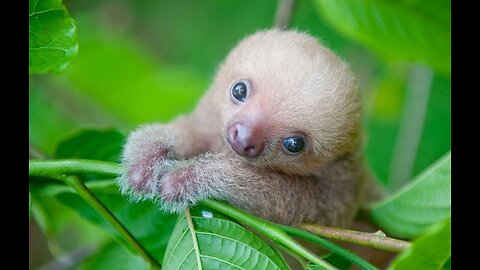 Cutest baby sloth ever