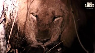 One Of The Mapogo Lion Coalition With A Buffalo Calf | Archive Footage