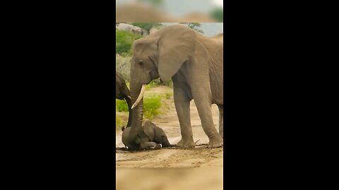 Elephant baby funny moments Elephant baby funny moments