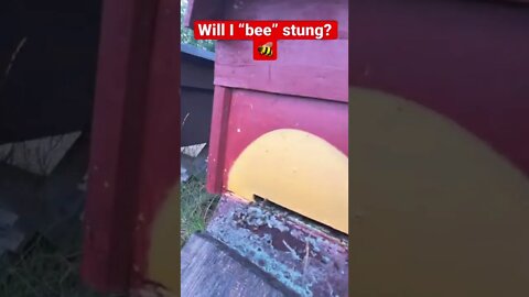 Why Bees 🐝 won’t sting (no protective gear!)