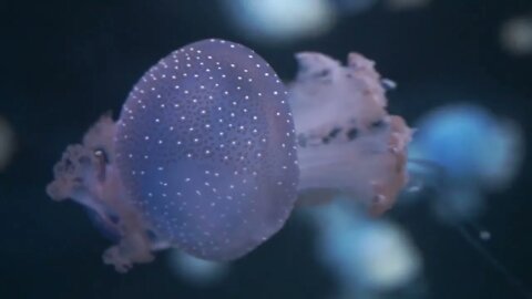 Jellyfish swims underwater in the sea