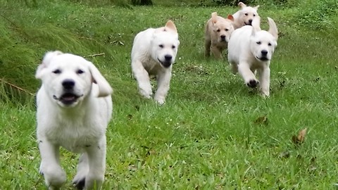 Yellow Labrador Puppies STAMPEDE