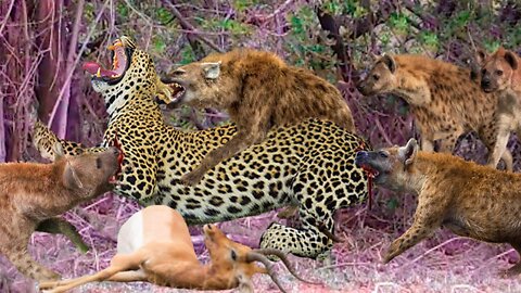 Horrifying! Hyenas Teamed Up To Attack Leopard Brutal To Steal Prey And The Tragic Ending For Both