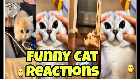 Funny cat Reactions