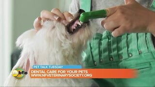 Pet Talk Tuesday – Dental care for your pets