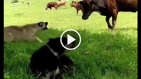Shepherd Dog vs Cow