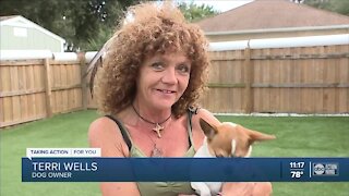 Pinellas County couple finds lost dog in Georgia and reunites her with owner